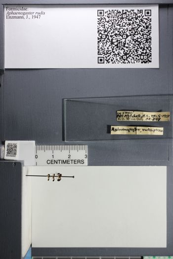 Media type: image;   Entomology 546002